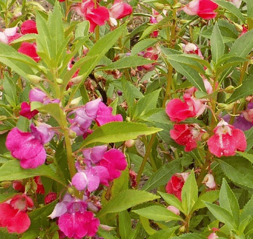 Balsam Seeds 100+ Camellia Flowered Mix - Large Double Blossoms Annual Seeds