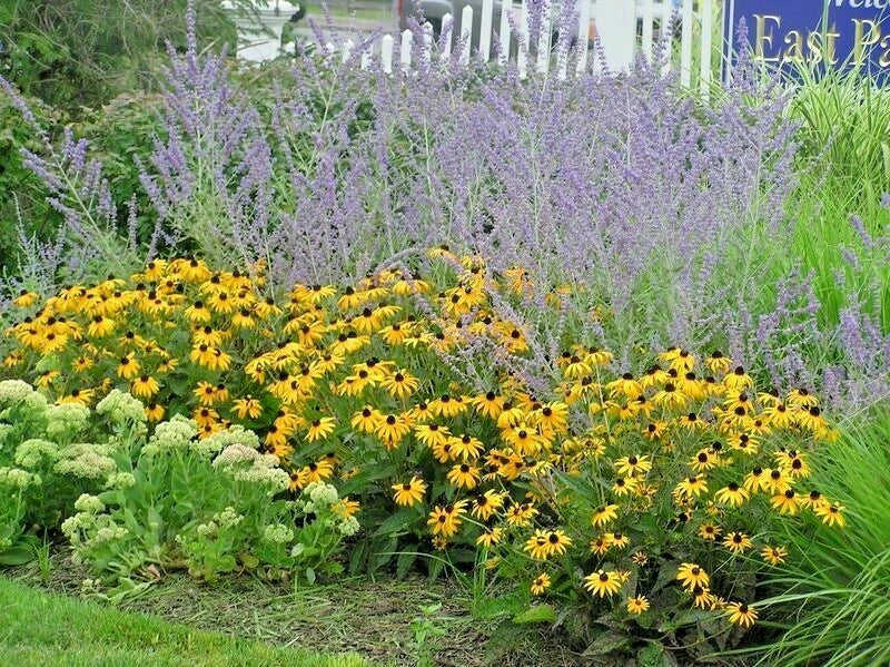 Brown Eyed Susan Seeds - 200+ Perennial Wildflower - Rudbeckia hirta - Bushy Coneflower for Garden Planting