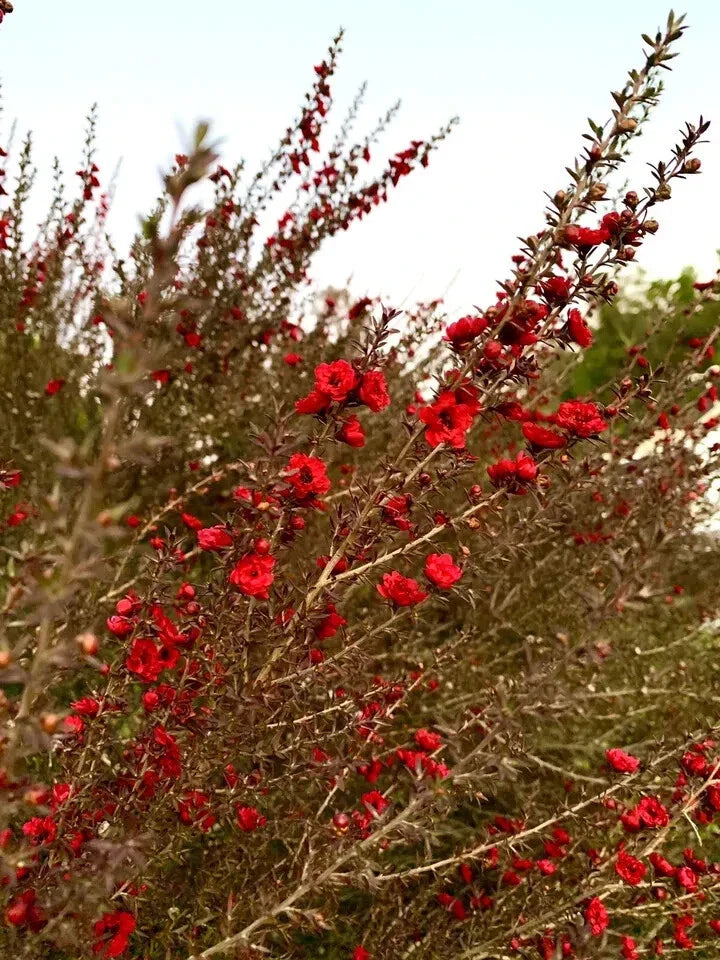 Broom Tea Tree Seeds - 200 Count - Leptospermum Scoparium - USA Growing Kit