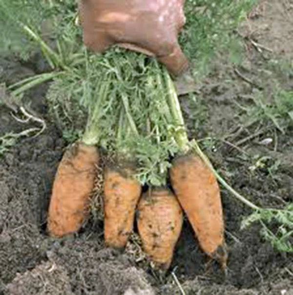 Carrot Seeds - 500+ Heirloom Danvers Half Long - Tasty Carrot Variety for Salads - Daucus carota