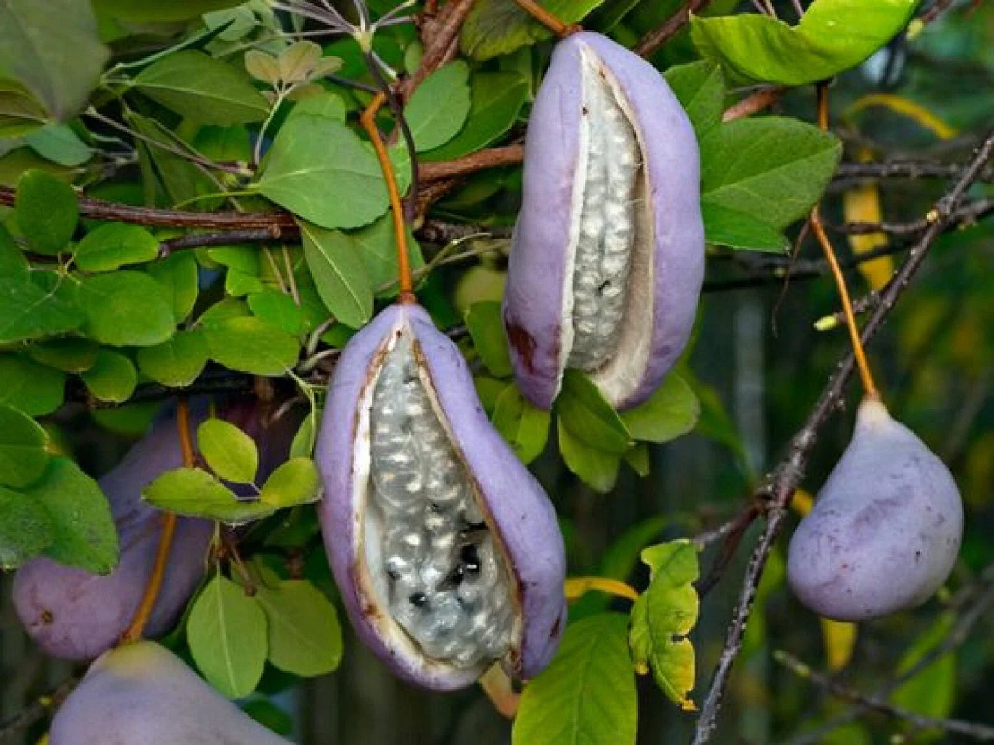 Chocolate Vine Seeds - 5 Count 'Purple Bouquet' Edible Akebia quinata | Free Shipping