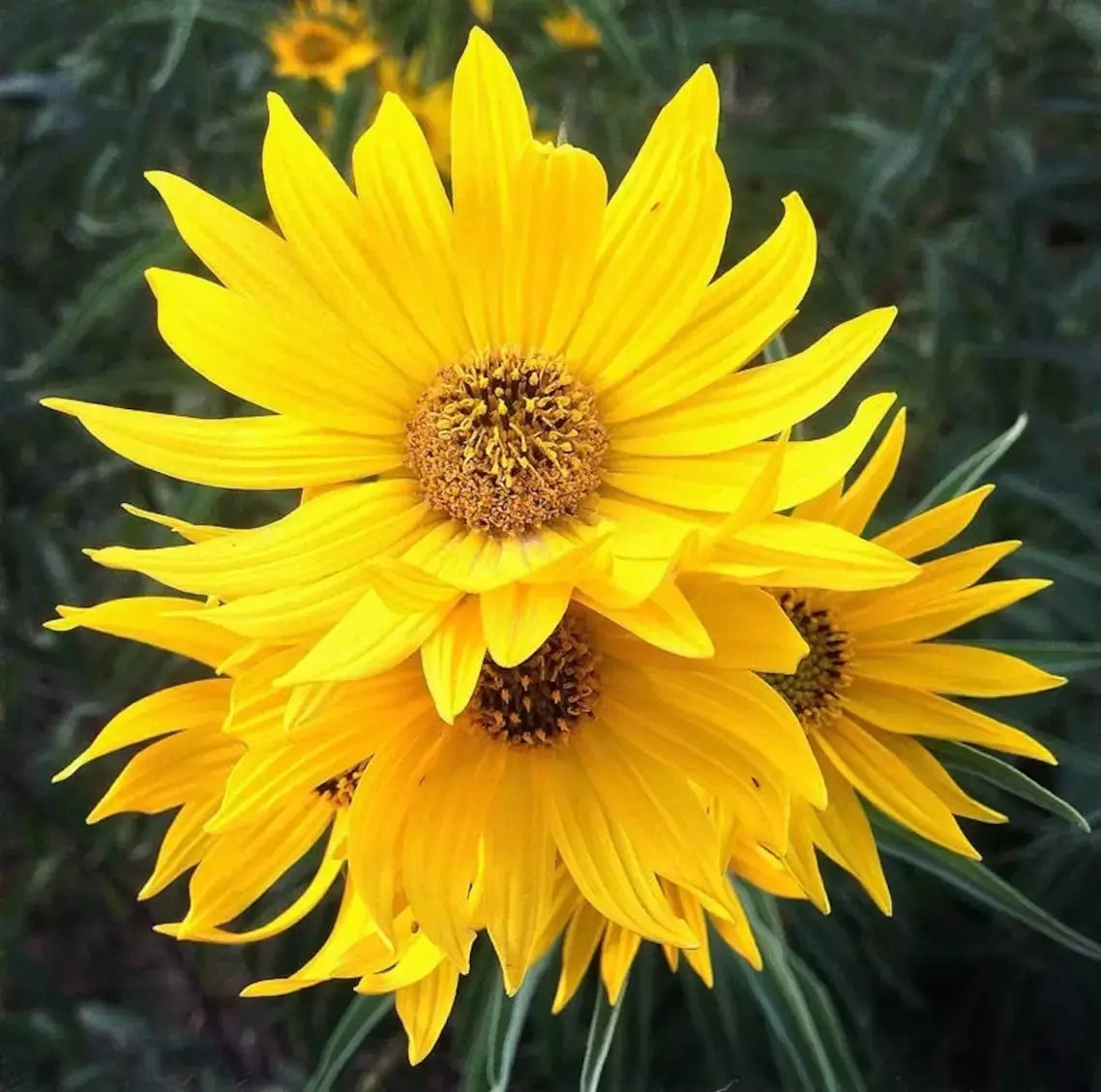 MAXIMILIAN Sunflower Seeds - 50+ Heirloom Non-GMO Perennial - Helianthus maximiliani