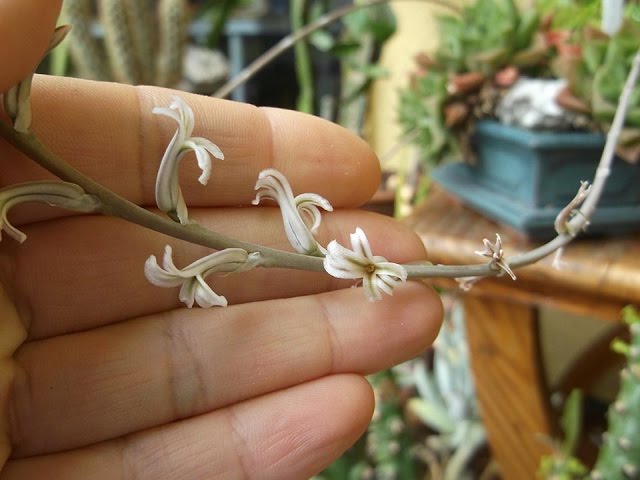 Haworthia Fasciata Zebra Plant Potted | Compact Succulent with White Bumpy Tubercles | Indoor Windowsill Plant | Spring n Summer Blooms