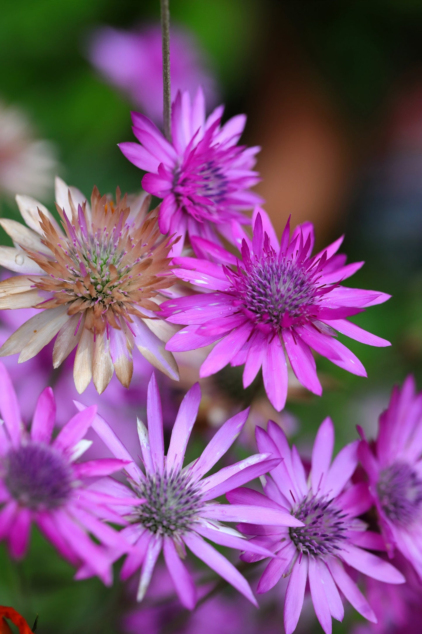 300 IMMORTELLE IMMORTAL MIX Xeranthemum Paper Daisy Everlasting Flower Seeds