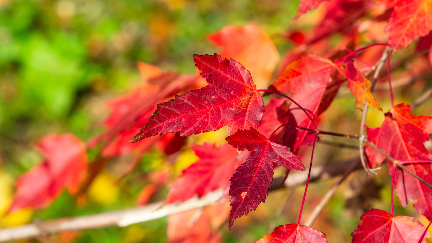 25 SIBERIAN MAPLE TREE Acer Ginnala Seeds - Red Fall Foliage
