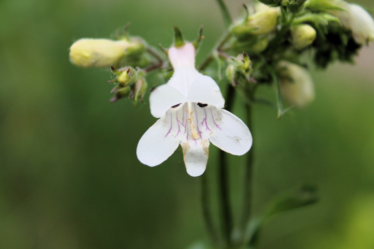 500 PALE BEARDTONGUE Penstemon Pallidus Flower Seeds