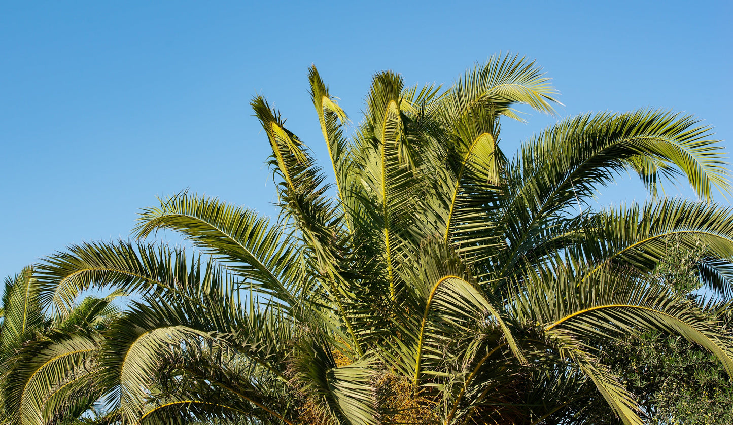 10 Florida ROYAL PALM Roystonea Regia Tree Houseplant Seeds