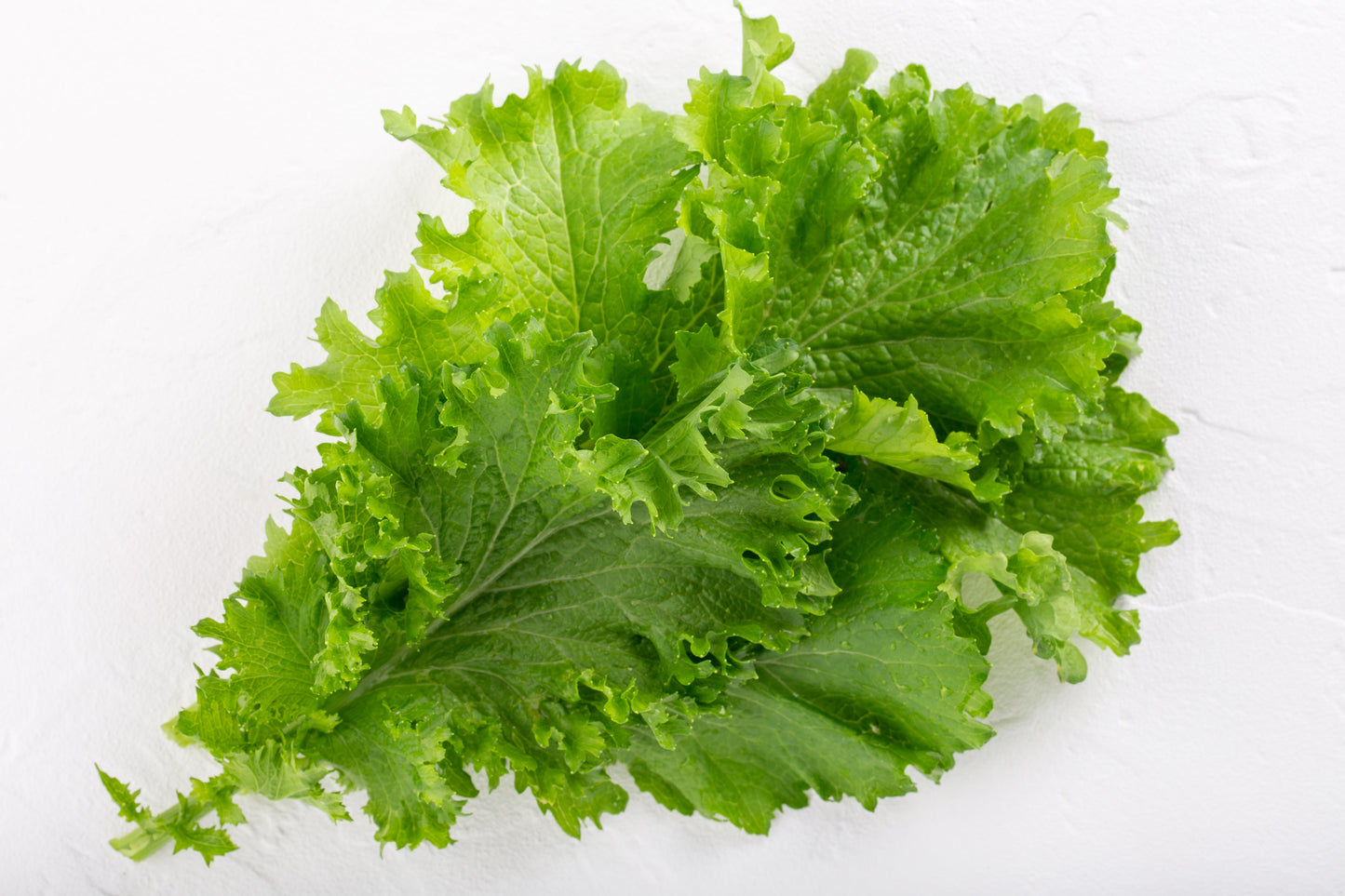 3000 Southern GIANT CURLED MUSTARD Ostrich Plume Brassica Juncea Vegetable Herb Seeds