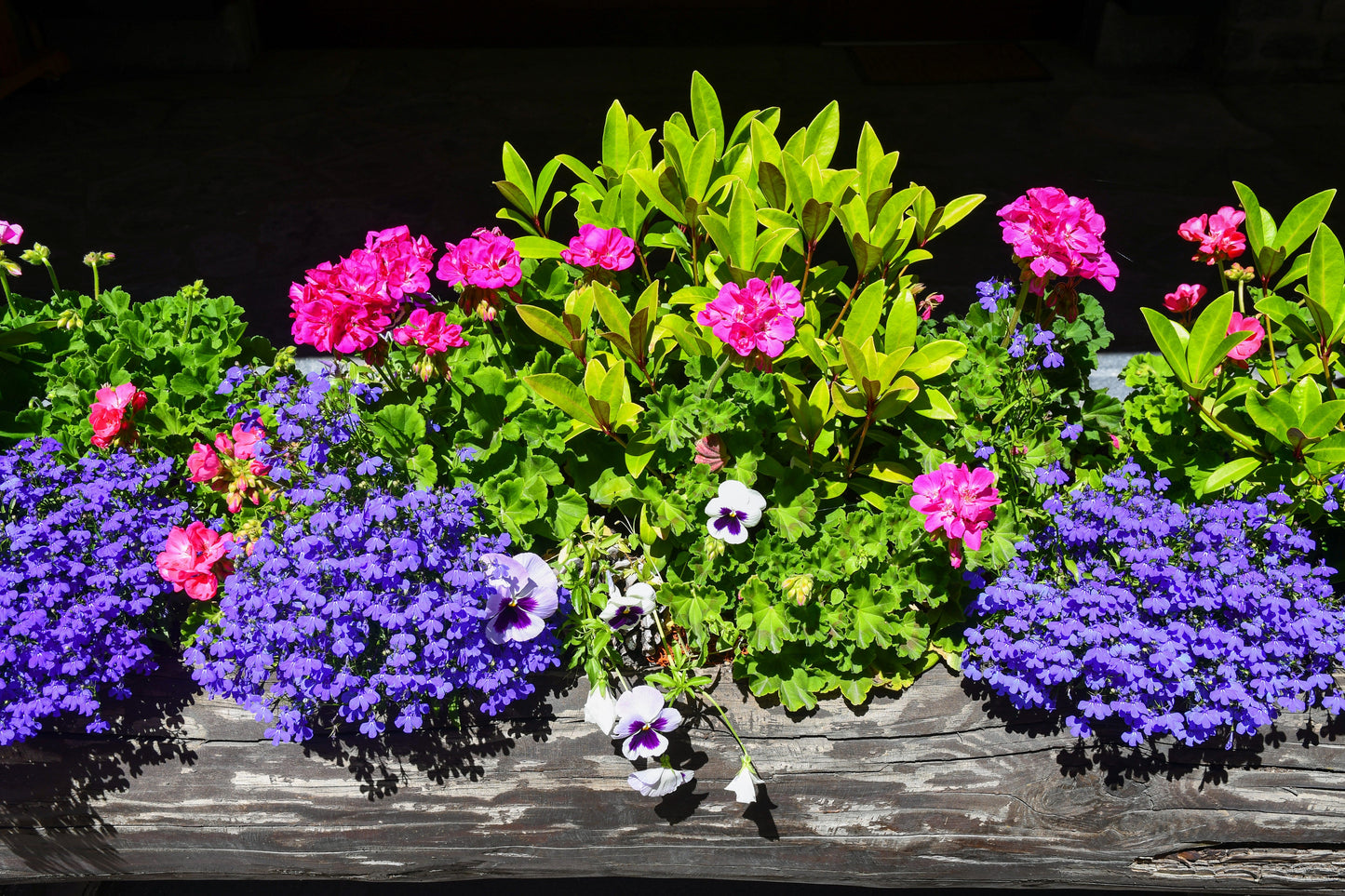 200 Lavender & White MRS CLIBRAN LOBELIA Erinus Flower Seeds