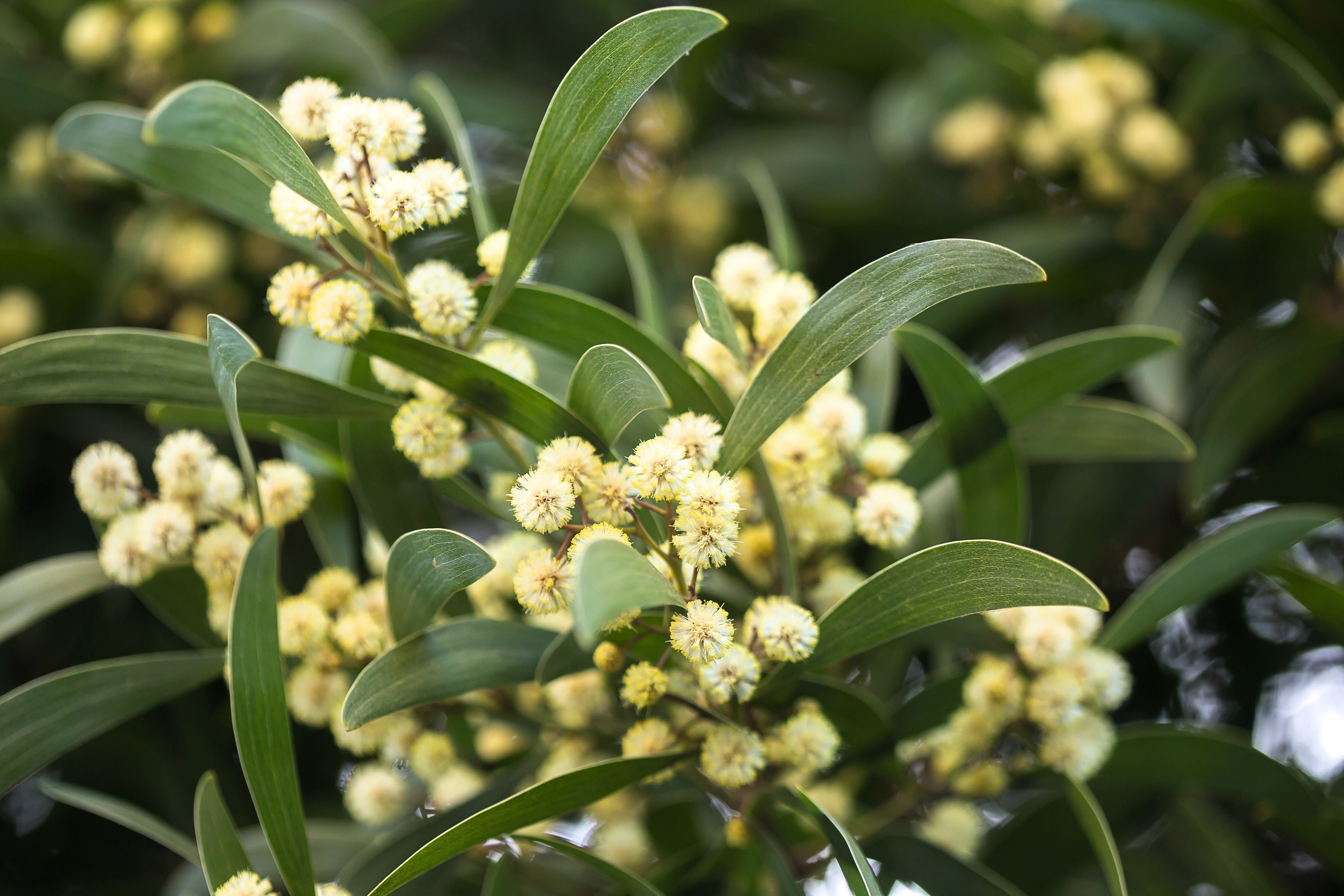 20 AUSTRALIAN BLACKWOOD TREE Black Acacia Melanoxylon Wattle