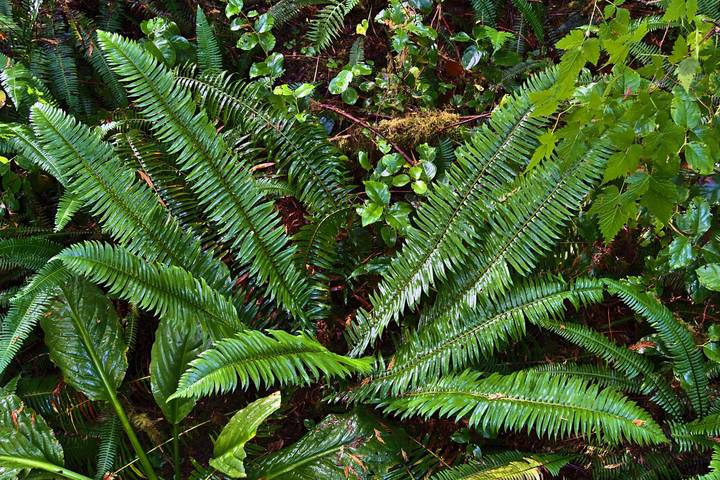 1500 Western SWORD FERN Giant Holly Swordfern Polystichum Munitum Aspidium Solitarium Spores Seeds