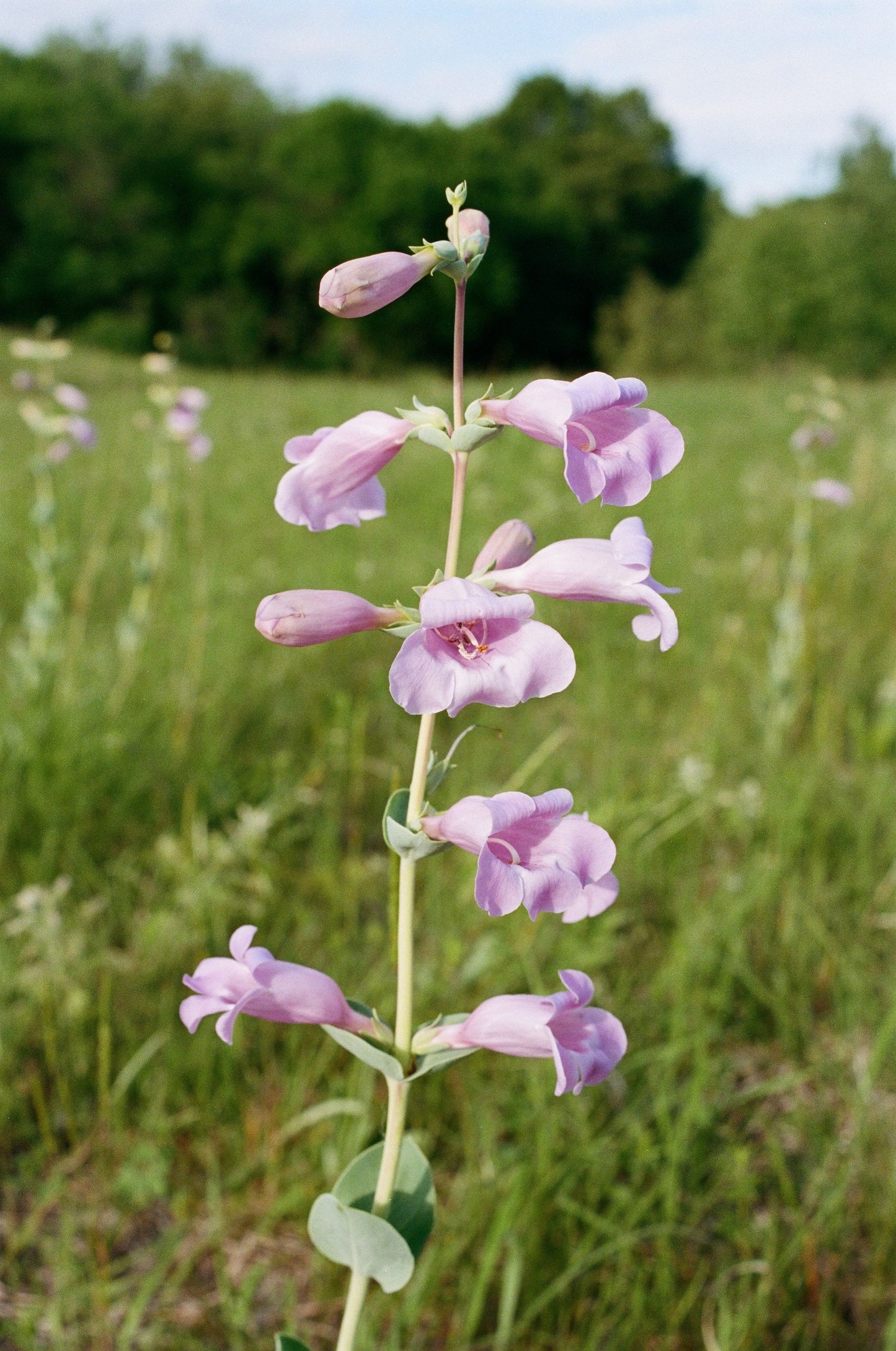 250 LARGE FLOWERED BEARDTONGUE Penstemon Grandiflorus Native Pink Purple Flower Seeds