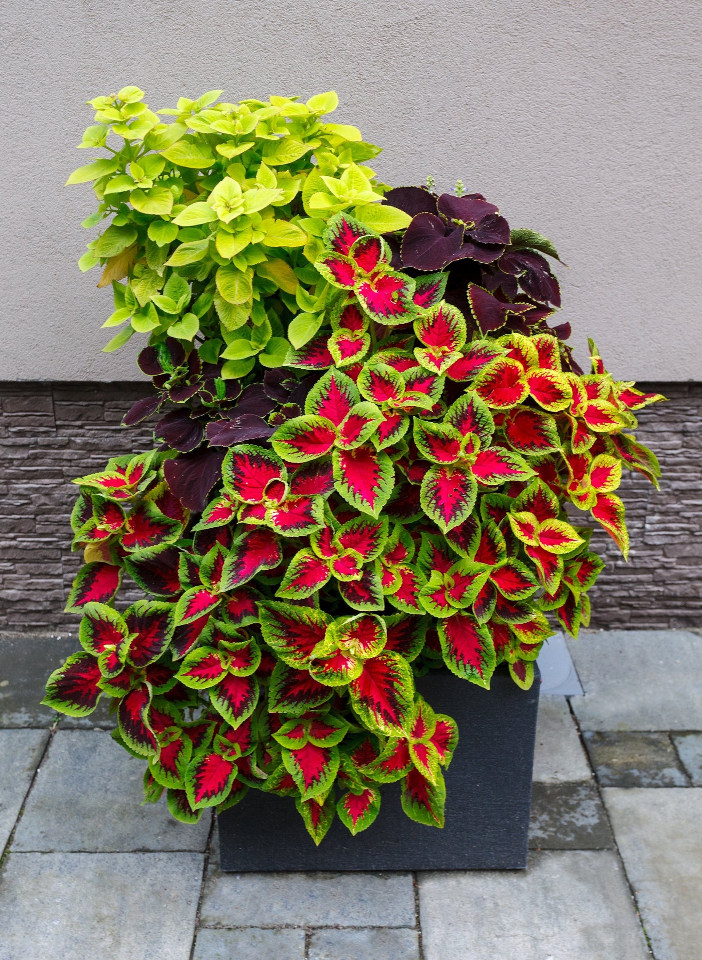 100 Mixed Colors COLEUS RAINBOW MIX Shade Houseplant Solenostemon Flower Seeds