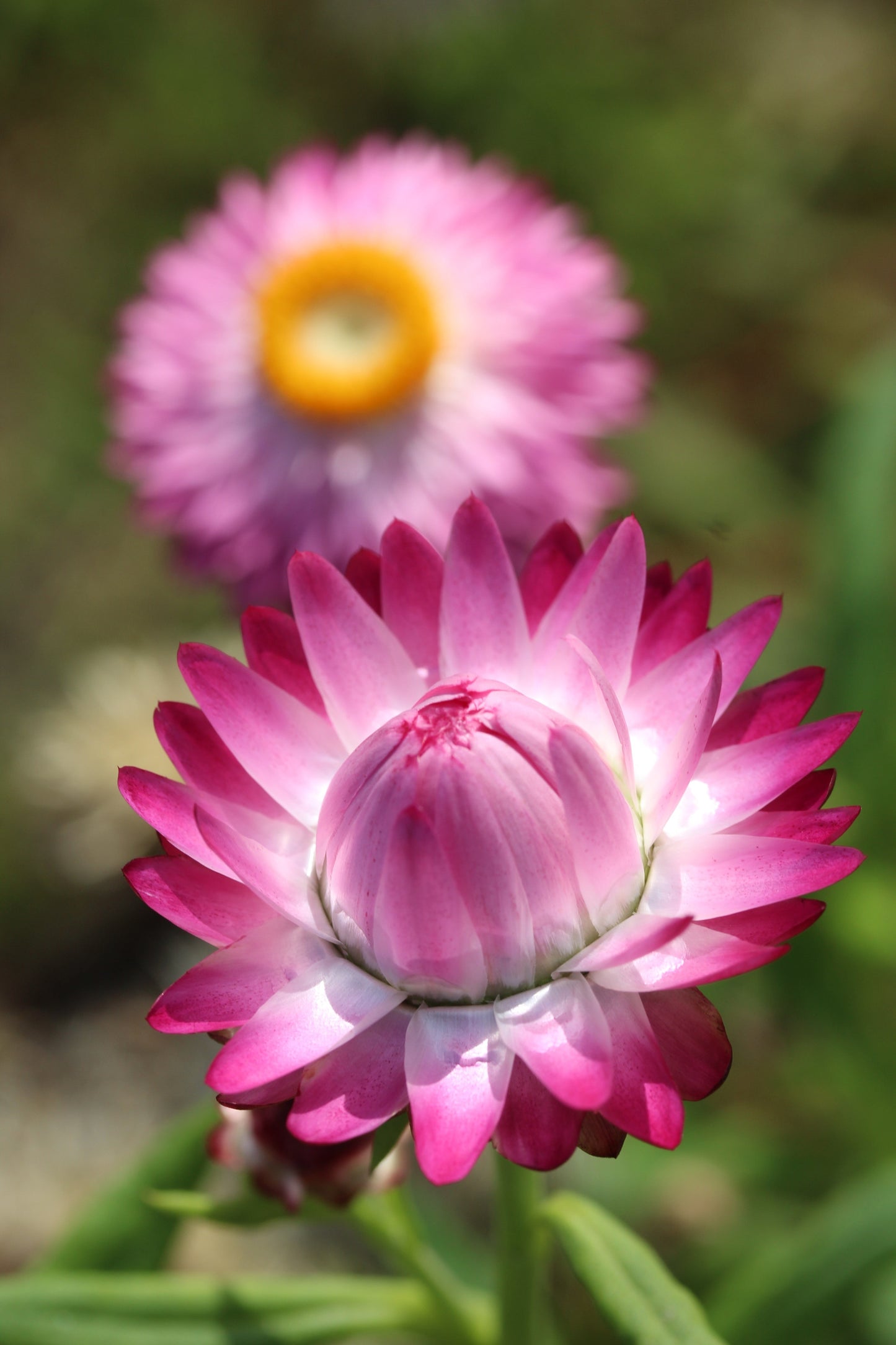 50 PINK DOUBLE STRAWFLOWER Helichrysum Xerochrysum Bracteatum Flower Seeds