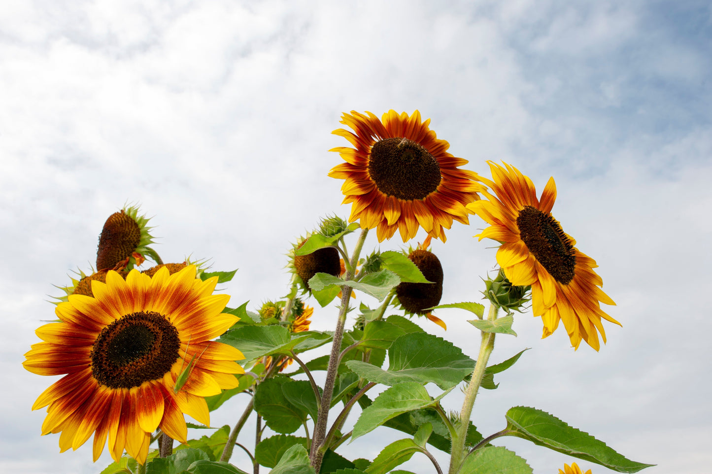 25 INDIAN BLANKET SUNFLOWER Helianthus Annuus Mixed Colors Flower Seeds