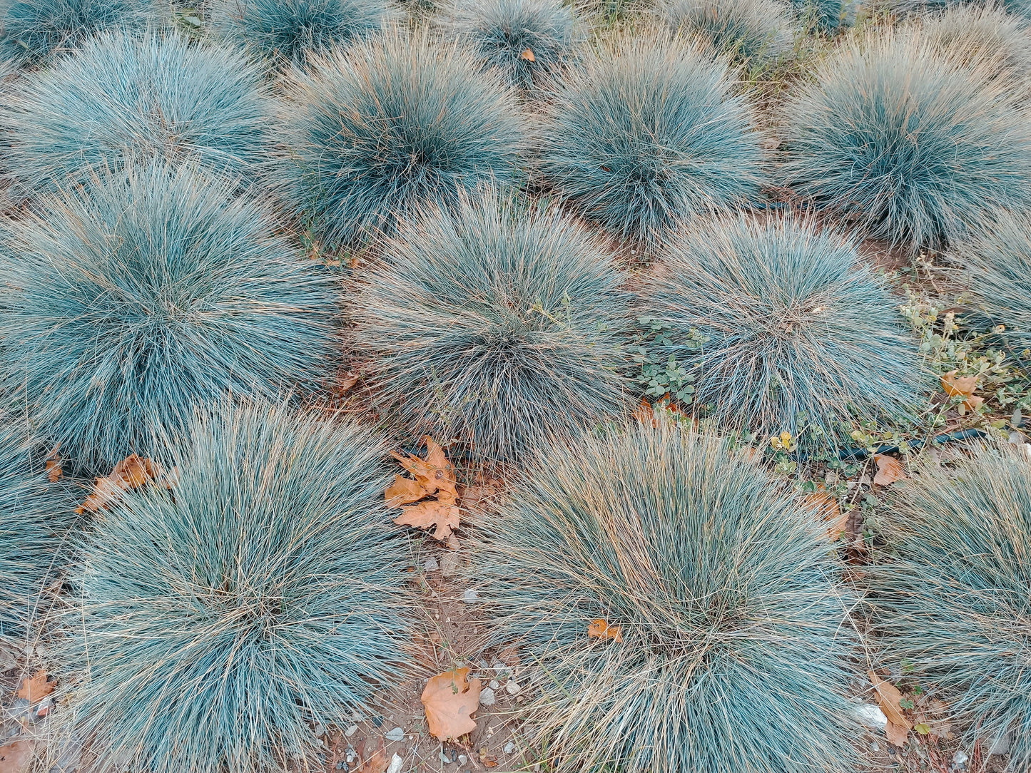 100 BLUE Sheeps FESCUE GRASS Festuca Ovina Glauca Cinerea Seeds