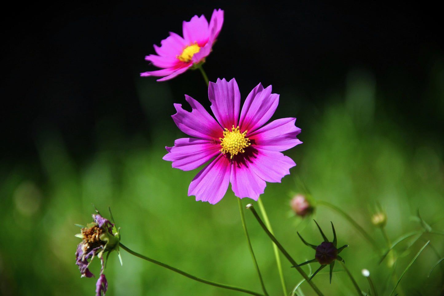 150 Pink COSMOS RADIANCE Bipinnatus Flower Seeds