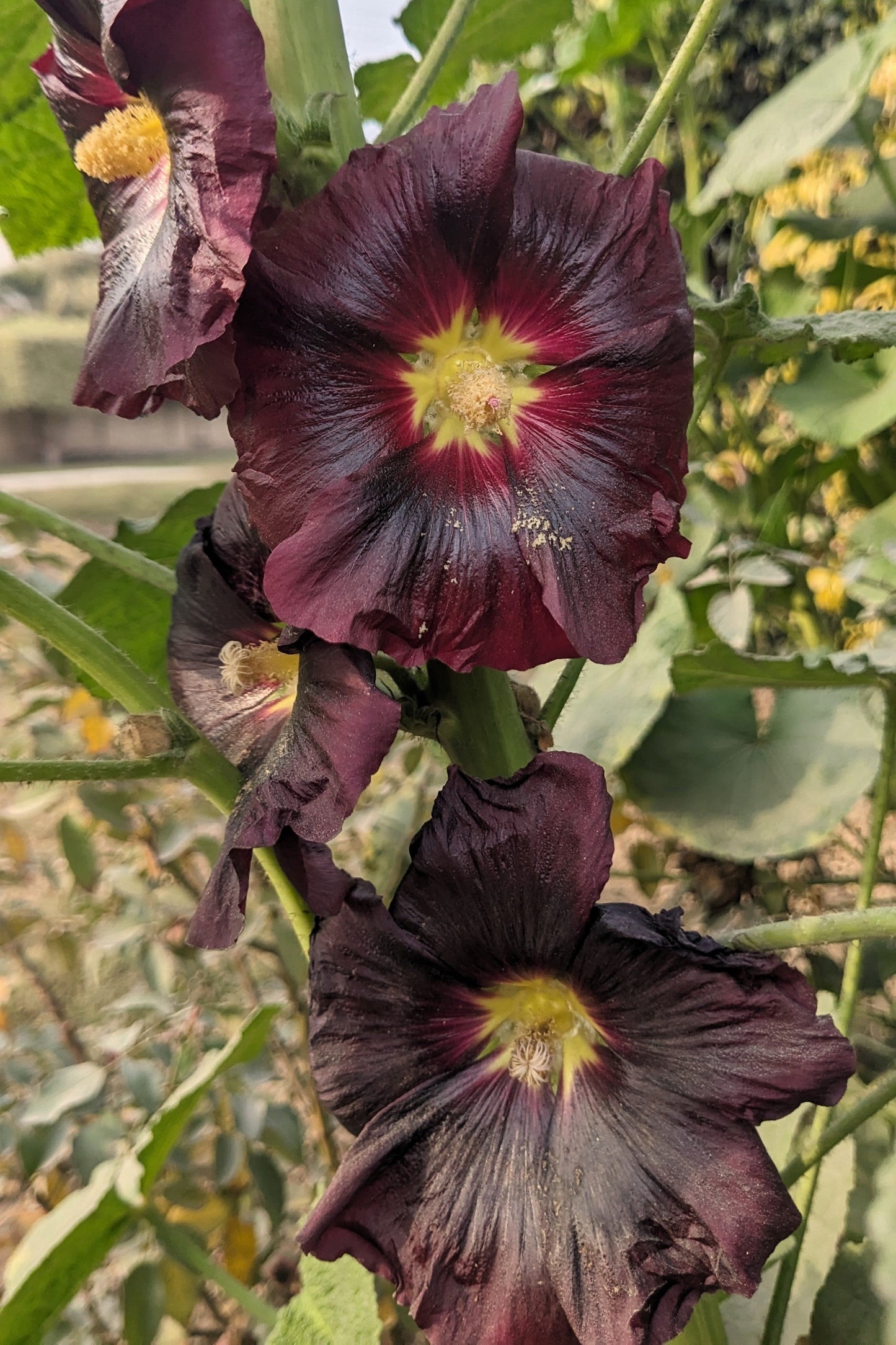25 BURGUNDY RED HOLLYHOCK Alcea Rosea Flower Seeds Perennial
