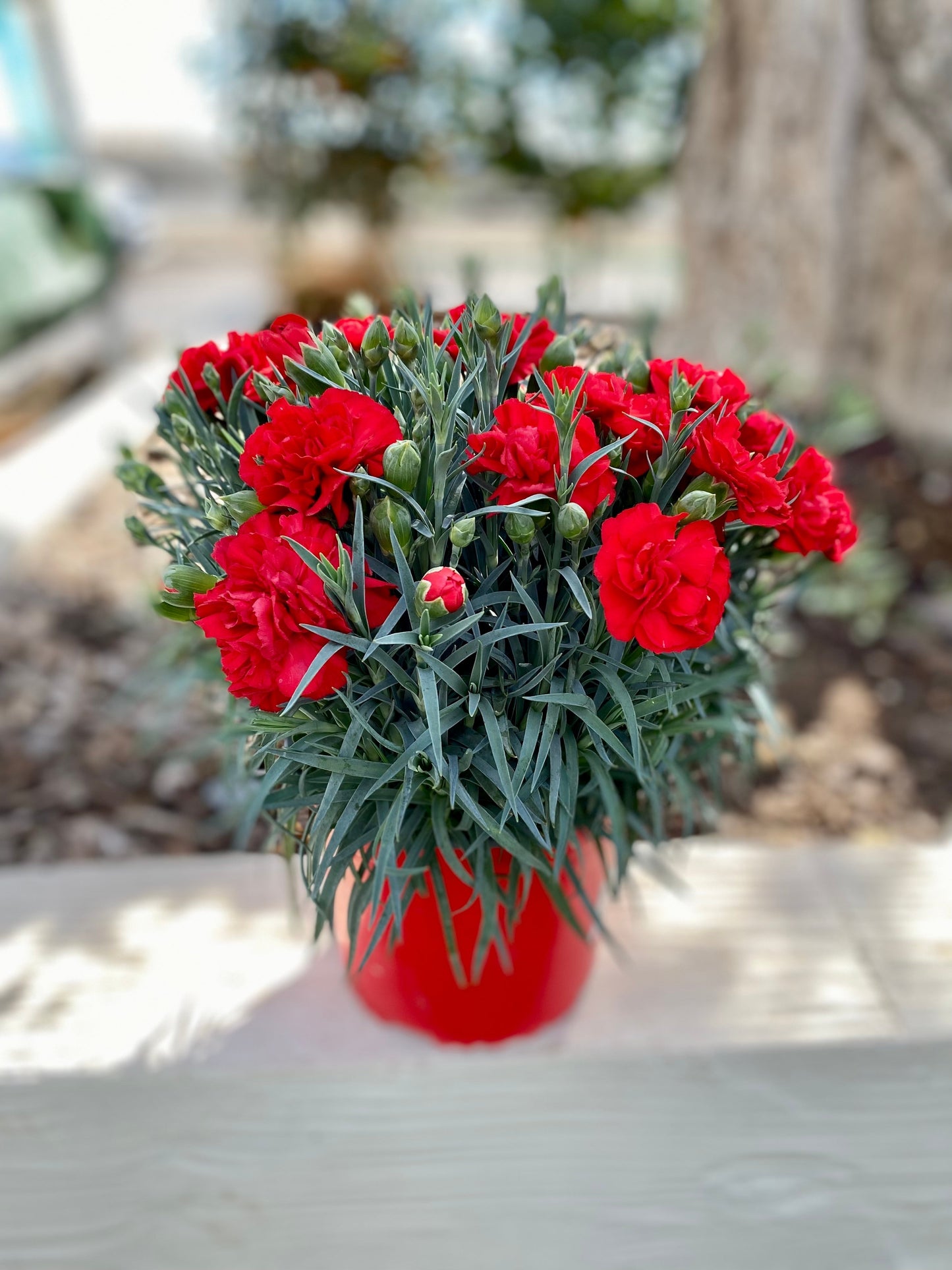 100 Mixed CARNATION / DOUBLE DIANTHUS Chinensis Flower Seeds