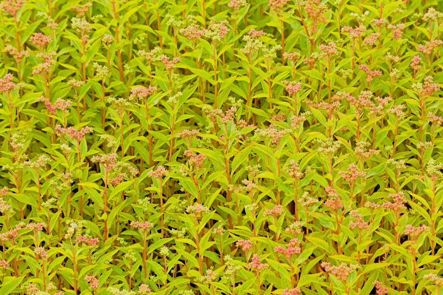 500 Virginia DITCH STONECROP SEDUM Penthorum Sedoides Star Fruit Flower Seeds