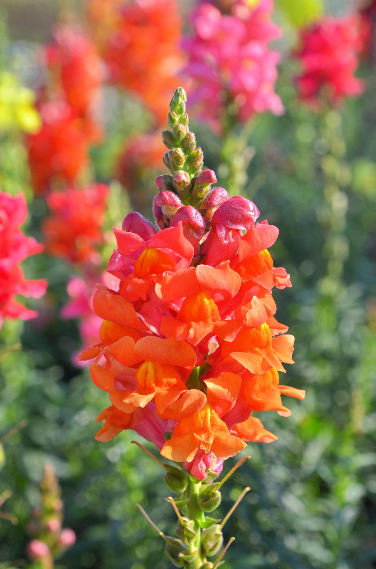250 ORANGE WONDER SNAPDRAGON Antirrhinum Majus Flower Seeds