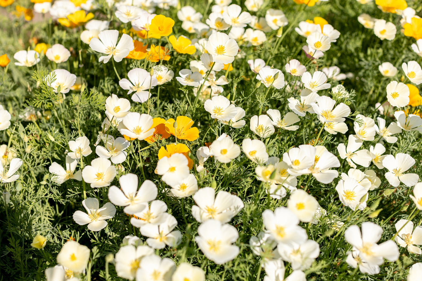 1000 MIXED Colors CALIFORNIA POPPY (Ballerina / Mission Bells) Eschscholzia Californica Flower Seeds