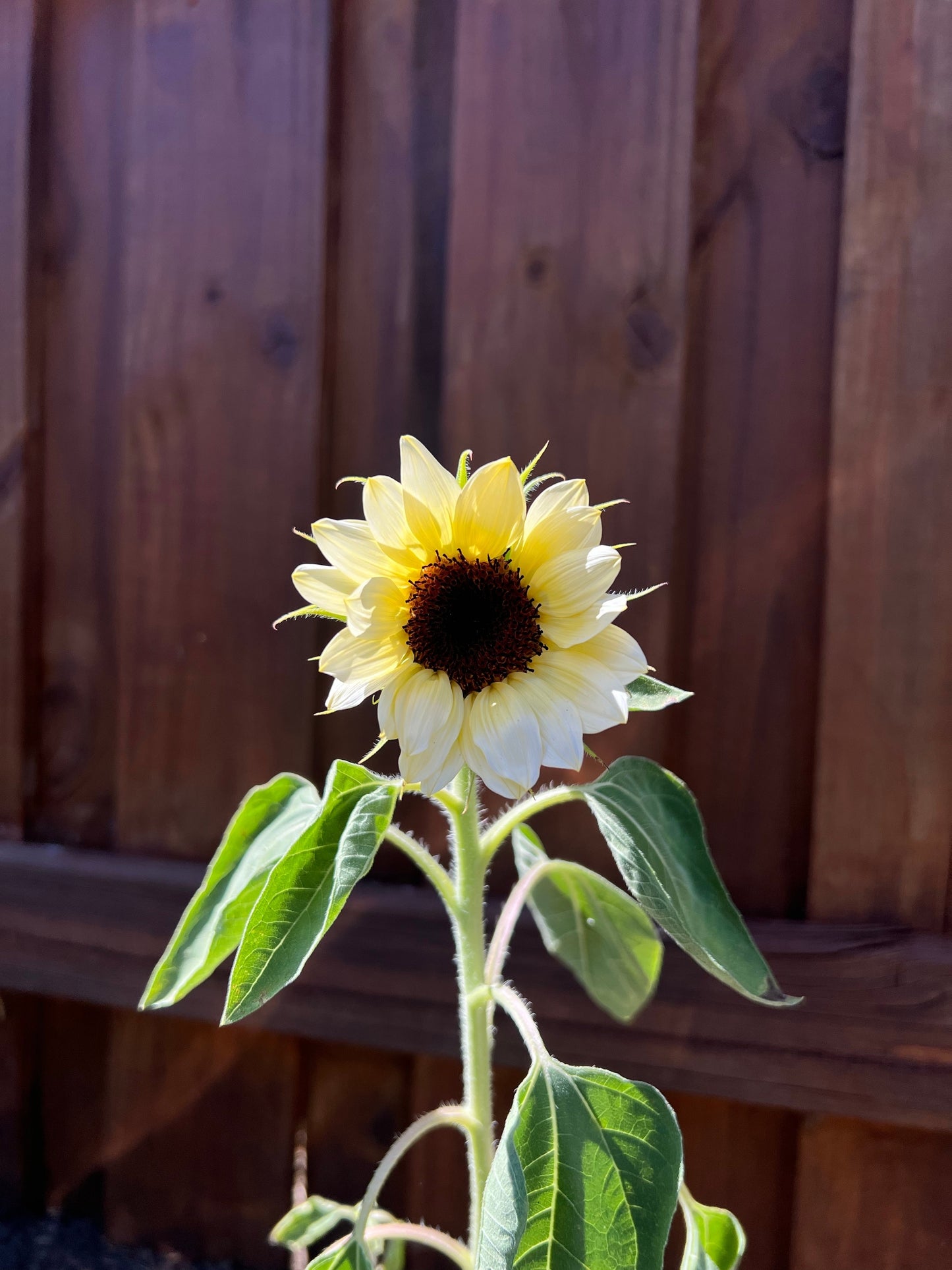 50 VANILLA ICE SUNFLOWER Two Tone Light Yellow Helianthus Annuus Flower Seeds