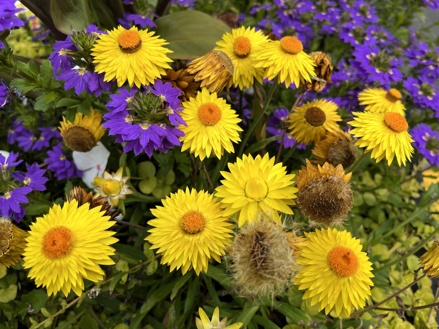 50 YELLOW DOUBLE STRAWFLOWER Xerochrysum Bracteatum Helichrysum Flower Seeds
