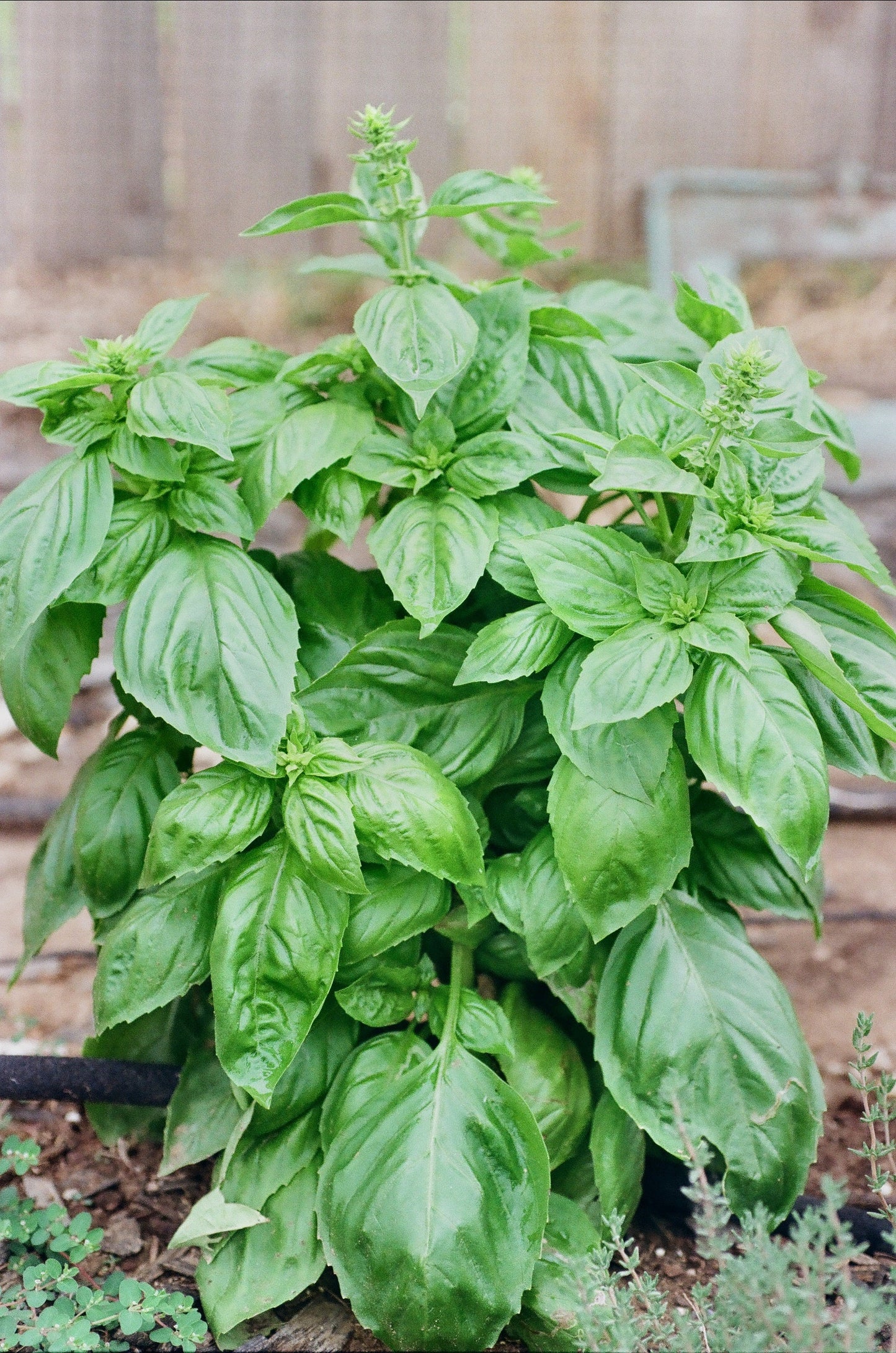 200 MOZZARELLA BASIL Sweet Italian Heirloom Ocimum Basilicum Herb Flower Seeds