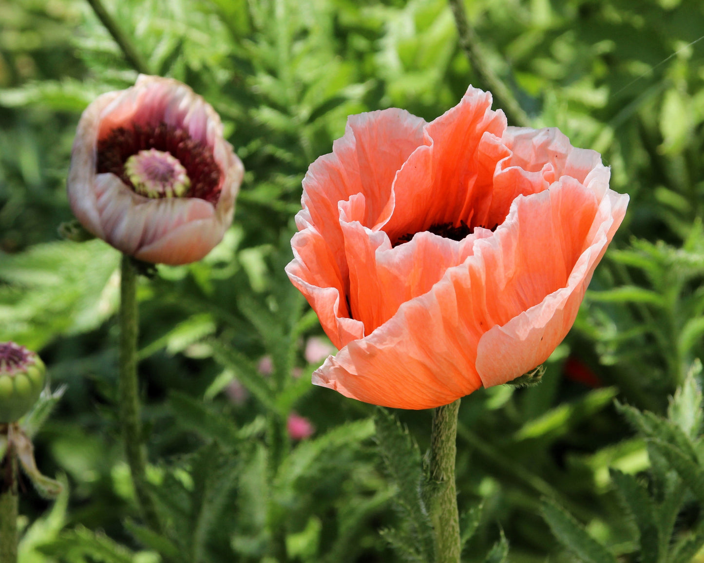 1000 MIXED Colors ORIENTAL POPPY Papaver Orientale Flower Seeds