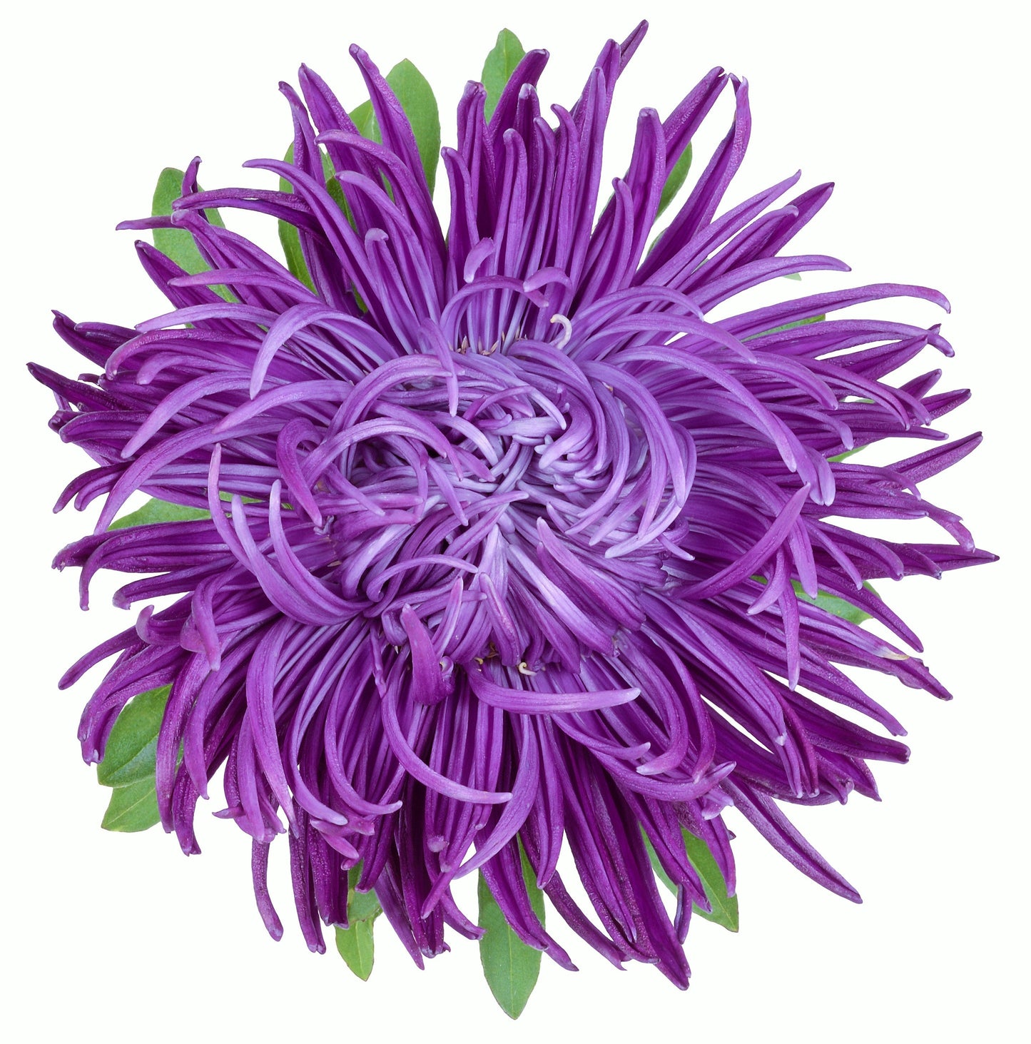30 VIOLET Purple NEEDLE ASTER Callistephus Chinensis Unicom Flower Seeds