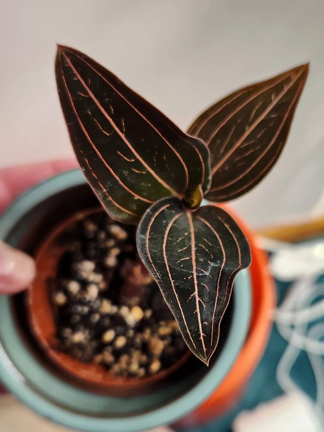 This plant has dark, burgundy-green leaves with delicate, shining stripes that add a touch of elegance to any space. With proper care, clusters of white flowers can bloom. It is grown in very limited supply, making it a rare and highly sought-after plant.