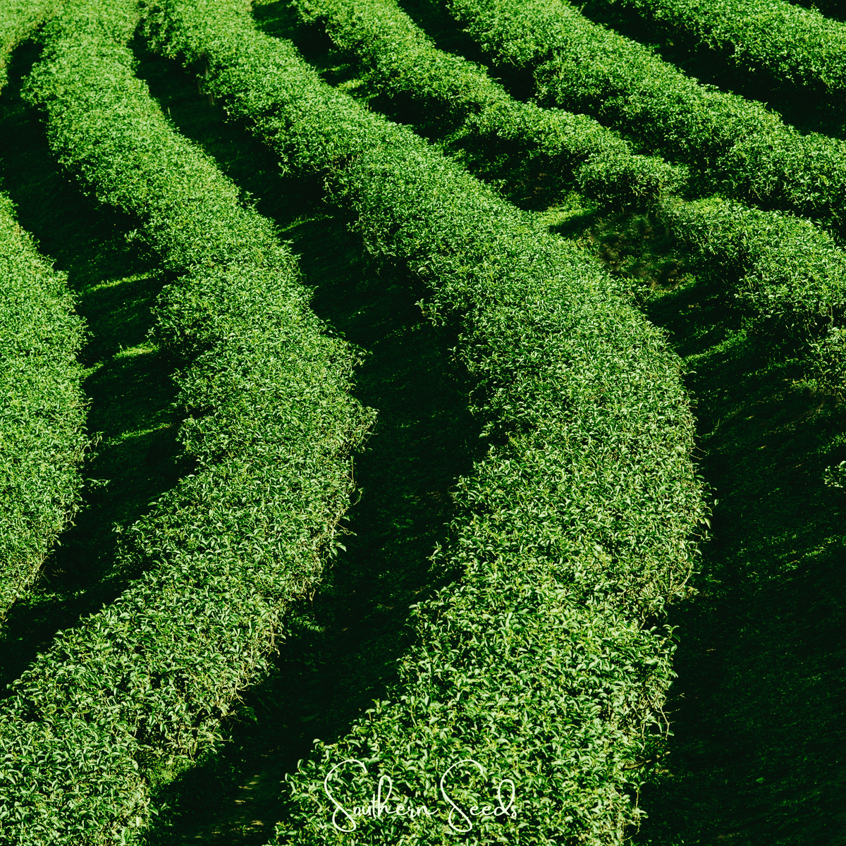 Planta de Té - 5 Semillas