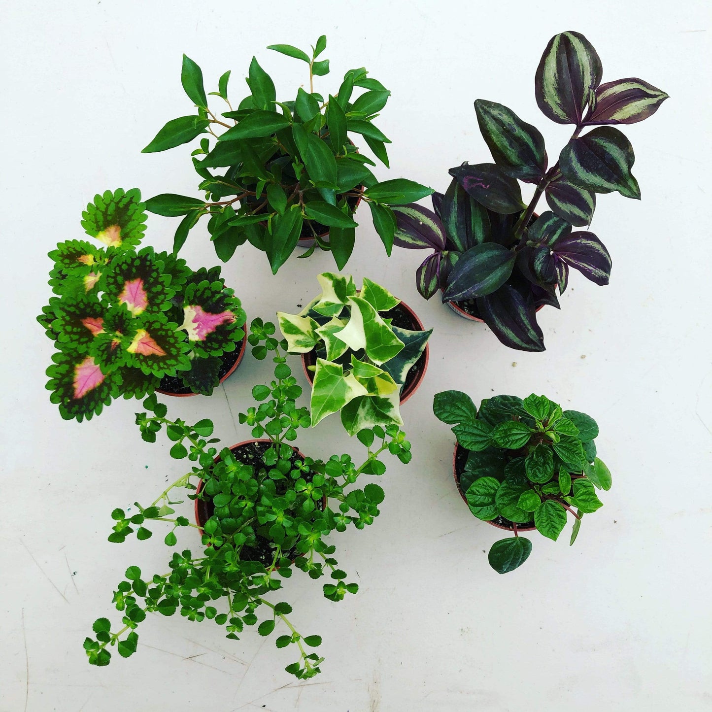 Foliage Gift Box, 2 Pack