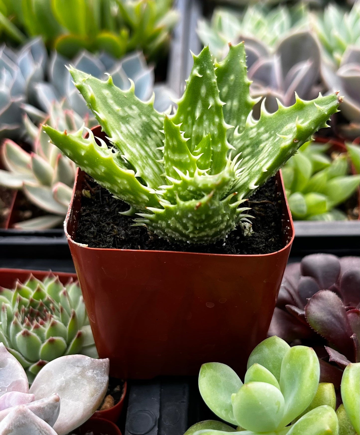 Tiger Tooth Aloe