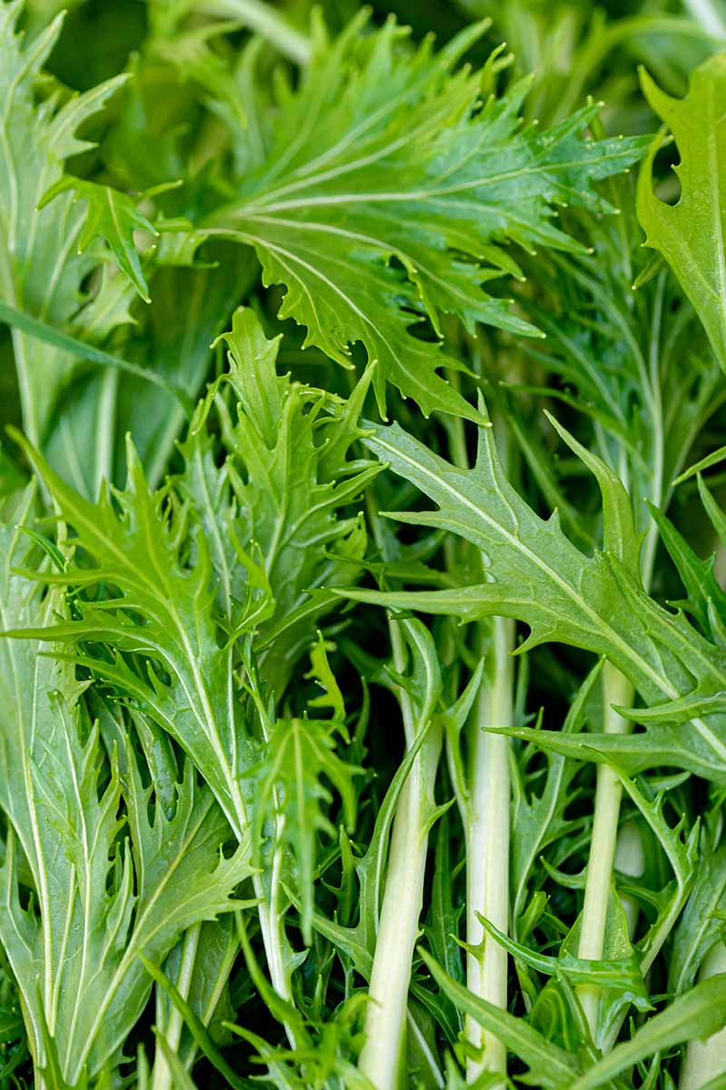 500 mg Seeds Mizuna Spinach Early – Brassica rapa | Heirloom Vegetable for Planting, Fast-Growing Greens, Fresh Harvest