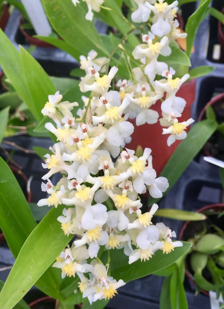 Oncidium Twinkle 'Fragrance Fantasy' Orchid - with multi spikes. A compact Oncidium with white flowers blooms that have a sweet scent!