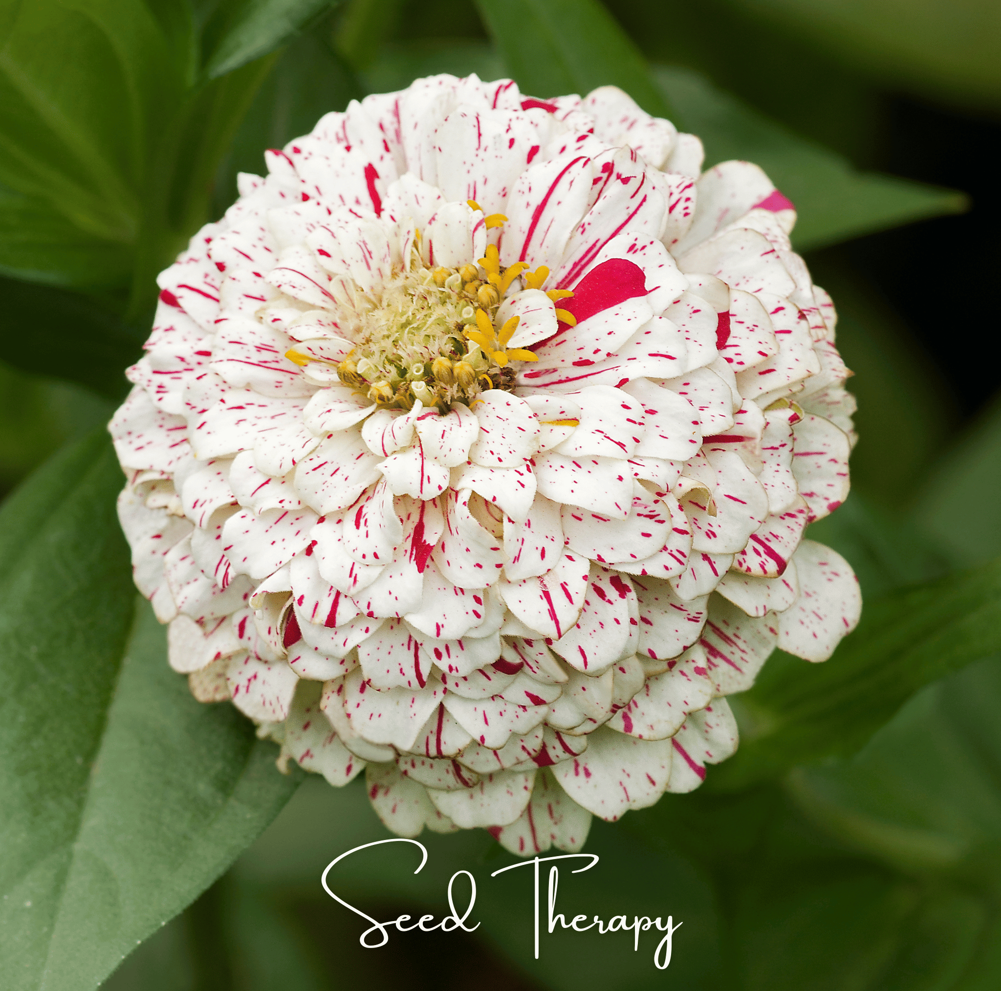 Peppermint Stick Zinnia – 50 Seeds – Orchid Stuff Plus
