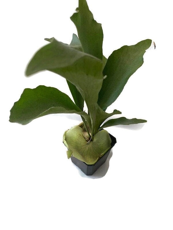 Staghorn Fern in a 4 inch pot ready for mounting! She even has a fancy name...Platycerium Bifurcatum! So fun to grow!