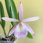 Cattleya Summer Spot x Brassavola nodosa 4N Orchid mounted and established on cedar. A beautiful and hard to find stunning hybrid Orchid!