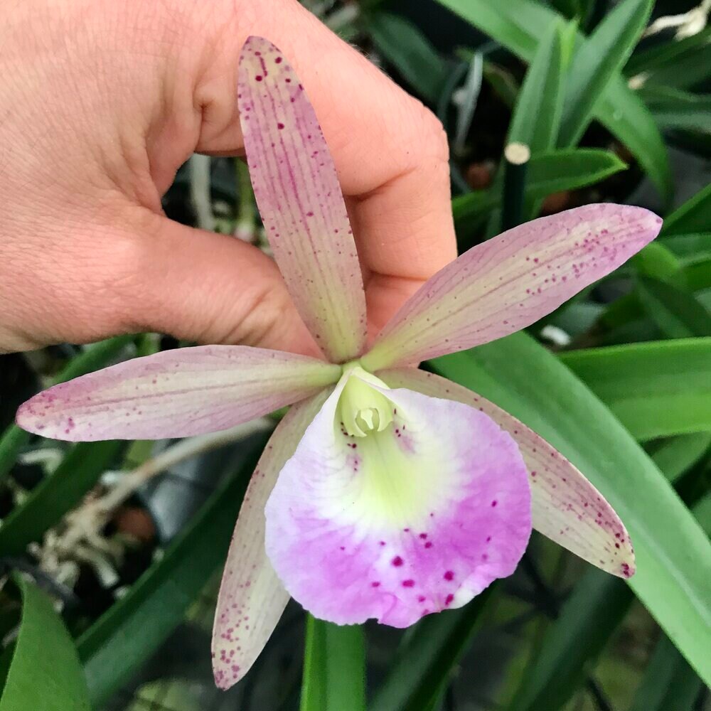 Cattleya Summer Spot x Brassavola nodosa 4N Orchid mounted and established on cedar. A beautiful and hard to find stunning hybrid Orchid!