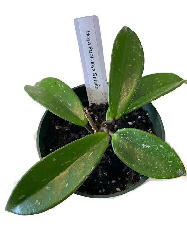Hoya Pubicalyx Splash in a 4 inch pot. A climbing plant with thick spear shaped leaves with speckles of white and amazing waxy blooms!