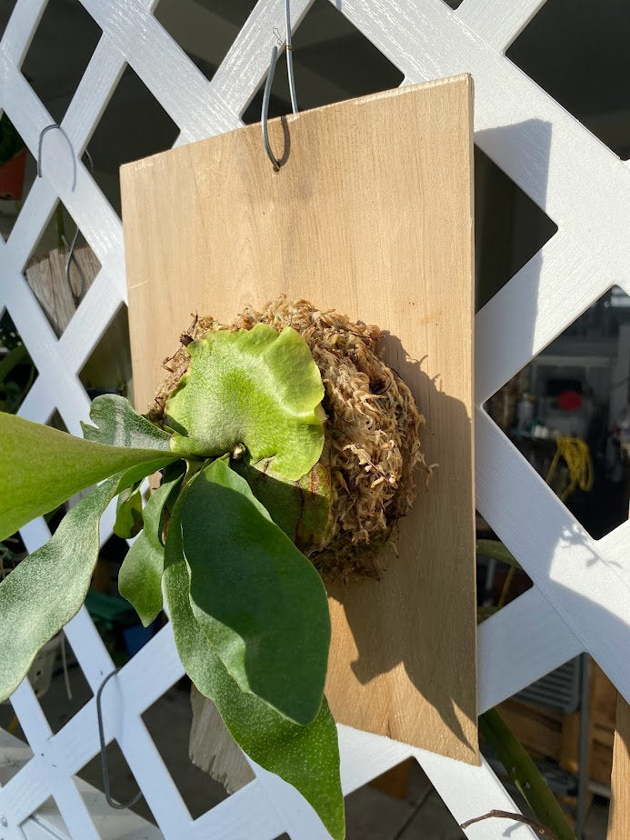 taghorn Elkhorn Fern mounted and established on a Cedar Shingle. Elkhorn Fern or Platycerium bifurcatum! A fun and easy plant to grow!