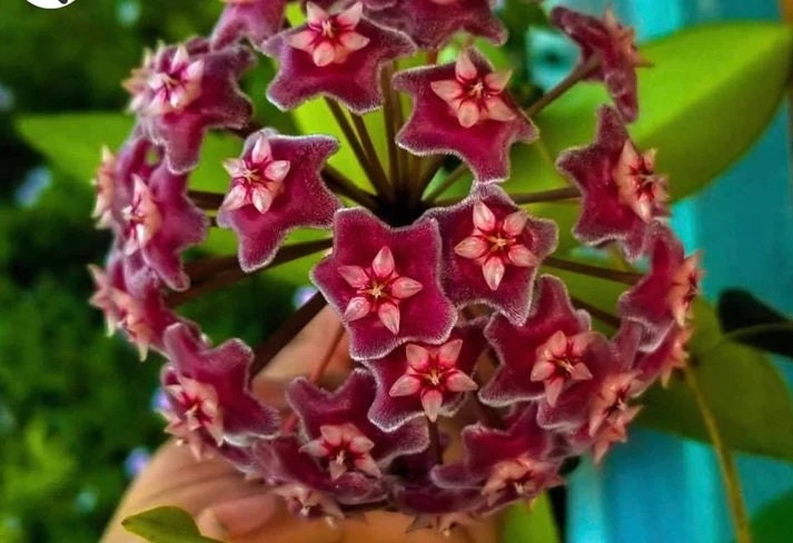 Hoya Pubicalyx Splash in a 4 inch pot. A climbing plant with thick spear shaped leaves with speckles of white and amazing waxy blooms!