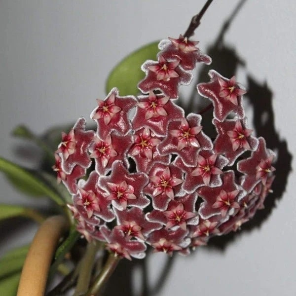 Hoya Pubicalyx Splash in a 4 inch pot. A climbing plant with thick spear shaped leaves with speckles of white and amazing waxy blooms!