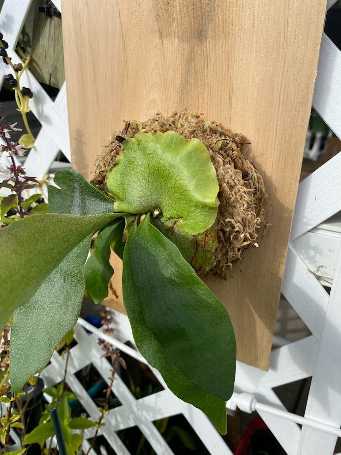 taghorn Elkhorn Fern mounted and established on a Cedar Shingle. Elkhorn Fern or Platycerium bifurcatum! A fun and easy plant to grow!