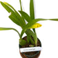 Oncidium Sweet Sugar "Dancing Lady" Orchid in a 4 inch pot! An easy care Orchid with amazing blooms!