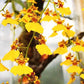 Oncidium Sweet Sugar "Dancing Lady" Orchid in a 4 inch pot! An easy care Orchid with amazing blooms!