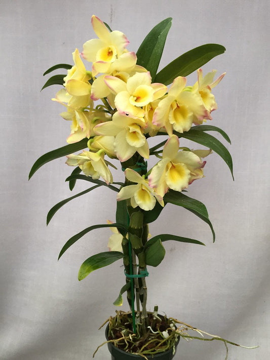How to transition your Orchid Stuff Plus plant purchase to its new home!