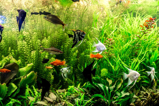 Fish Tank Cleaning: A Simple Guide to a Clean, Healthy Aquarium